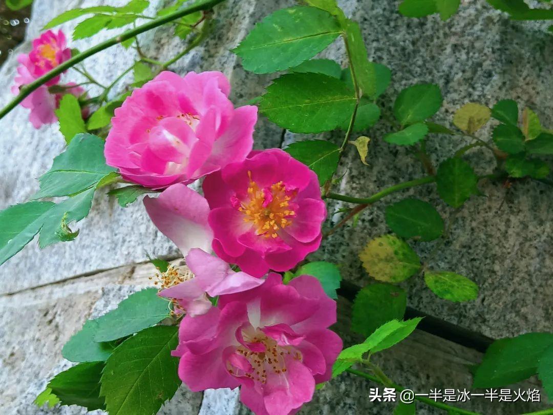 蔷薇花语，蔷薇花语是什么意思 寓意（随笔：蔷薇花开艳流年）