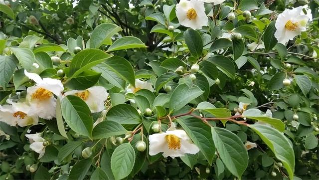 庭院喜阳植物，不同光照民宿花园或农场庭院内30种喜阴、喜阳植物