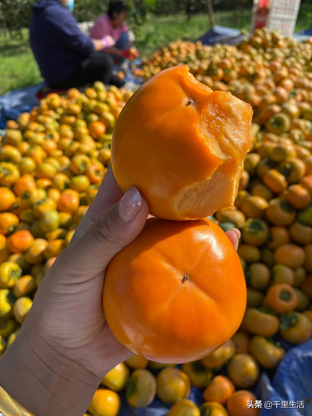 什么品种的脆柿子好吃，什么产地的脆柿子好吃（陕西巧克力糖心脆柿）