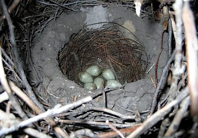 红嘴蓝鹊饲养方法介绍，红嘴蓝鹊饲养鸟架尺寸（居然用钢筋做鸟窝）