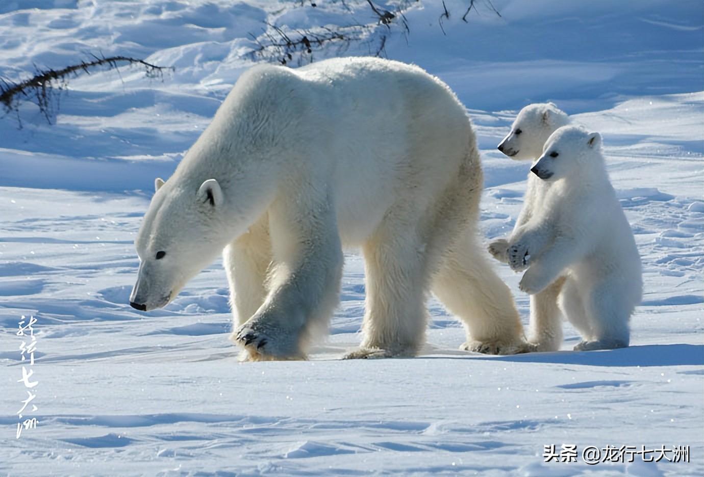 北极熊图片(北极熊集锦) - 赤虎壹号