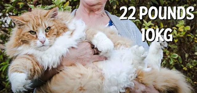 猫的种类图片及名称，猫的种类图片及介绍（猫的种类和性格特点）