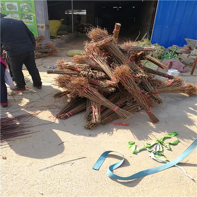 四月李子苗多少钱一棵，4月成熟的李子（这就是巨进李子树来年高产的用药方案）