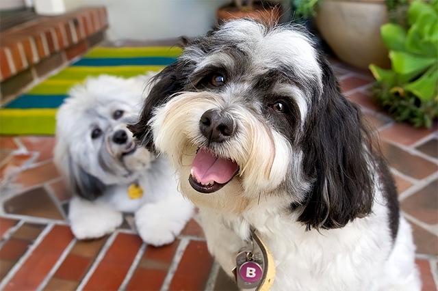 哈威那犬的性格特征，史宾格犬的特点和性格（原来“哈瓦那犬”的优点这么多）