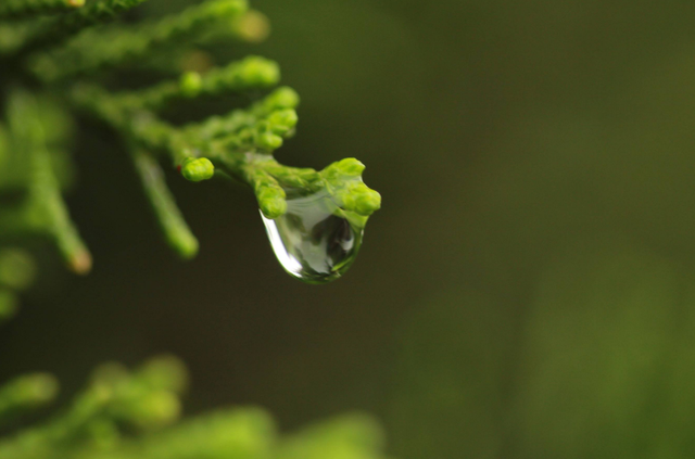 关于春分的古诗，春分的古诗有哪些（诗中寻春春亦浓）