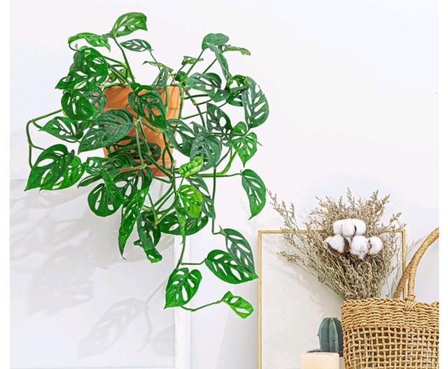 可以种在阳台的大型绿植，可以种在阳台的大型绿植品种（能养8种“大叶花”）