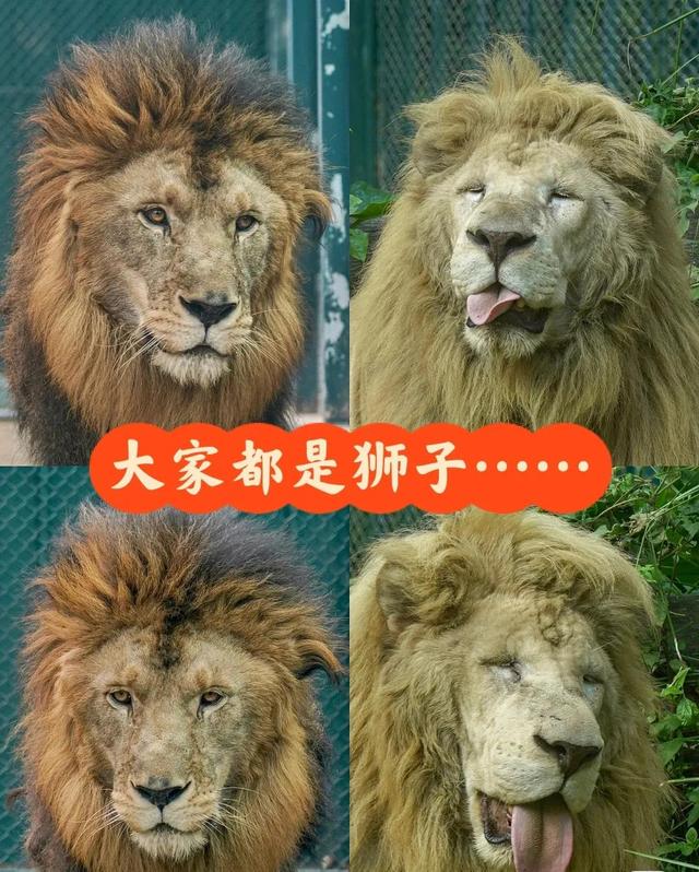 广州动物园游玩攻略，广州动物园玩转攻略（广州五一出行旅游攻略之广州动物园）