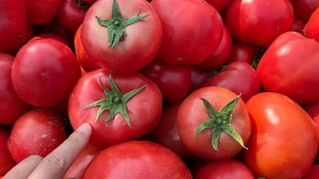 如何辨别正宗西红柿，教你几个挑西红柿的小技巧