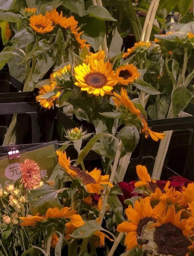 动漫海边（向日葵）少女，微信头像，动漫海边（向日葵）少女（听说每个喜欢向日葵的女孩）