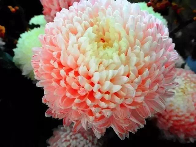 夸赞女人漂亮的句子，夸女人的美言佳句（女人如花，绚烂绽放，活出精彩）