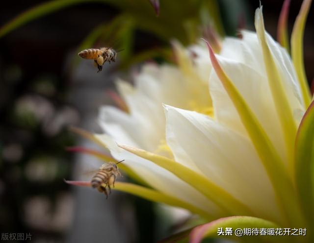 昙花的花语和象征意义，昙花的花语和象征意义是啥（昙花-寓意抓住机遇）