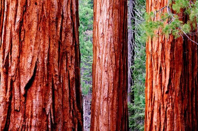 世界上最高的地方，比珠穆朗玛峰还高的山（‖美国加州红杉树‖巨树国家公园）