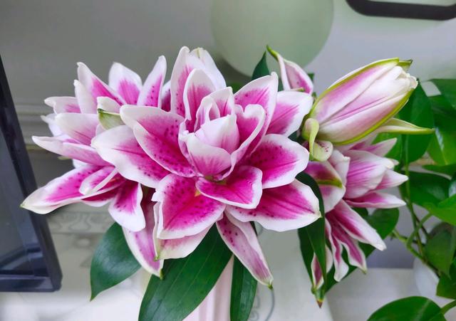 好看的重瓣百合，阳台养重瓣百合花