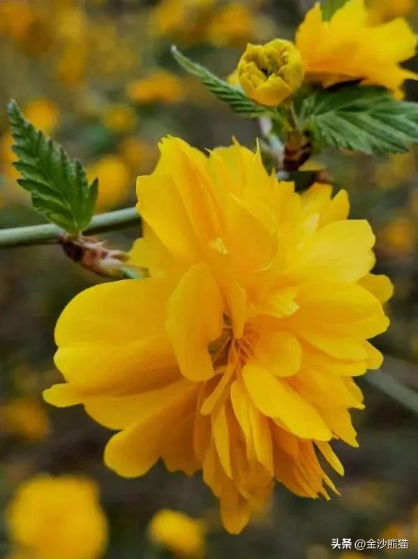 春天的花有哪些，夏天的花有哪些（<一>棣棠花、紫荆花、梨花和丁香花）