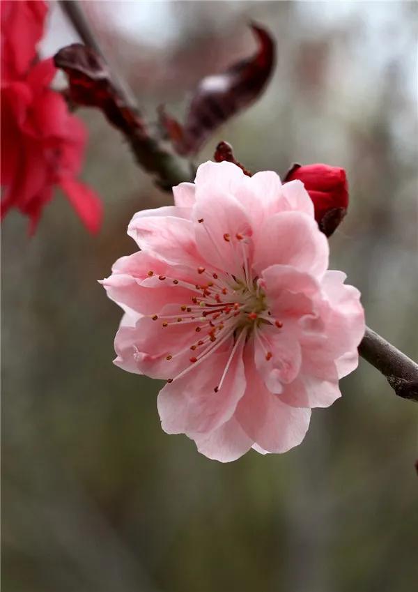 什么样的桃花形容词，桃花的形容词有哪些（阳春三月）