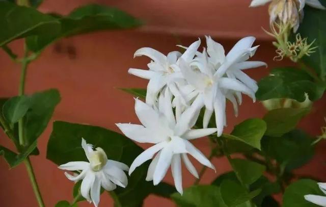 如何种植茉莉花，茉莉花种植方法（盆栽茉莉管理记住5点）