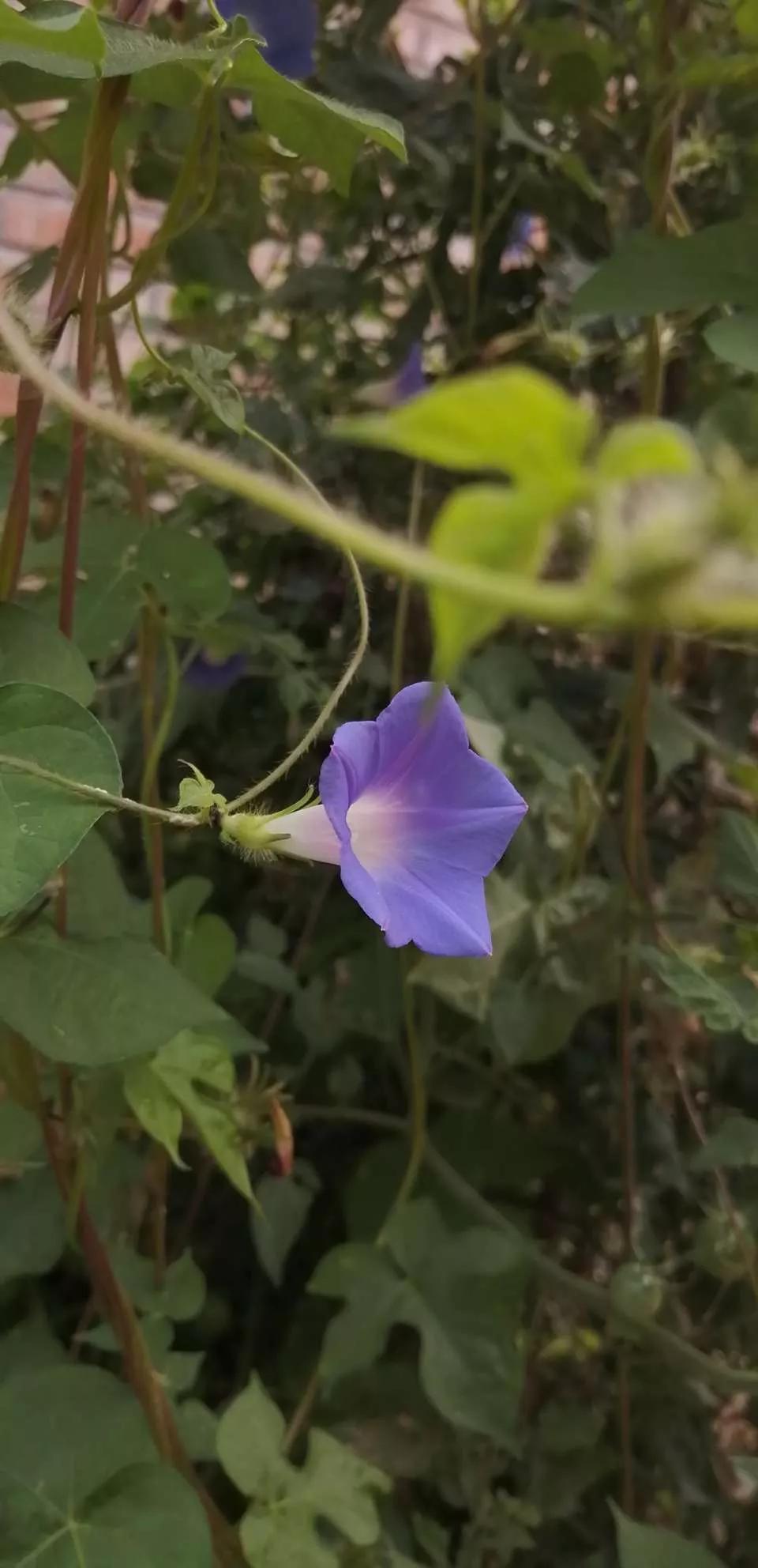 牵牛花图片大全，牵牛花品种大全（与君共赏牵牛花美图大全）