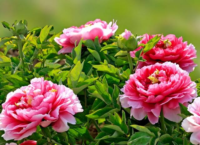 梅花象征什么，梅花象征什么青松象征什么雪花象征什么（中国十大名花排行榜）