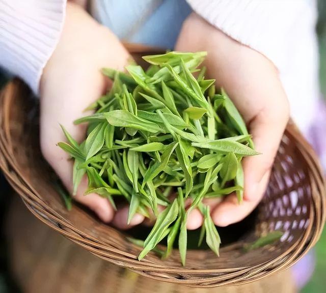 四季春茶的功效与作用，四季茶的功效（春茶的十二个好处）