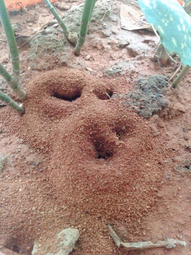 家里很多小蚂蚁找不到源头,永久去除蚂蚁的小妙招(最全家庭消灭蚂蚁的
