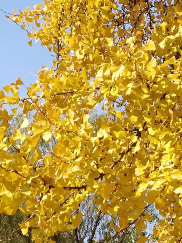 秋天银杏十大绝美诗句，咏上海001号古银杏树