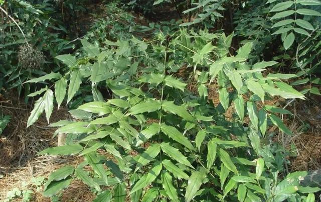 朱良春用药经验集，国医大师朱良春论治“浊瘀痹”经验（一个霸气的中药：十大功劳）