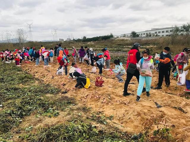普罗旺斯薰衣草花语，普罗旺斯薰衣草简介（威海临港竟藏有一个“普罗旺斯”）