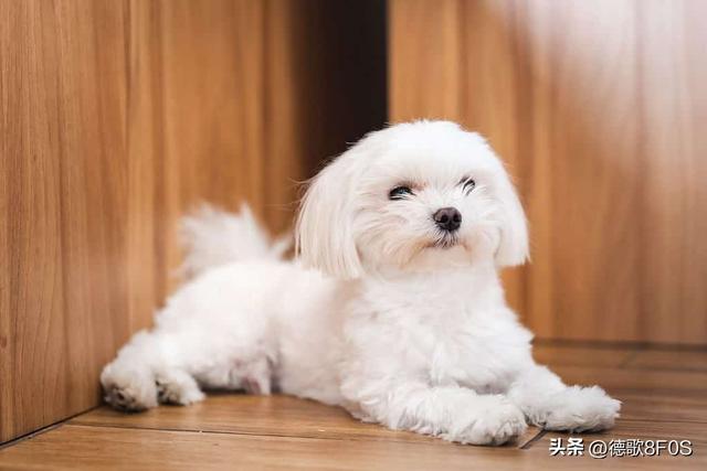 狗狗排行榜之“最可爱”的几种狗，种最可爱的泰迪熊犬种