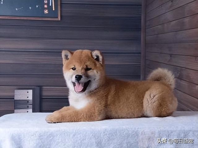 如何养好一只柴犬，养一只柴犬是什么体验（史上最全：柴犬饲养大法）