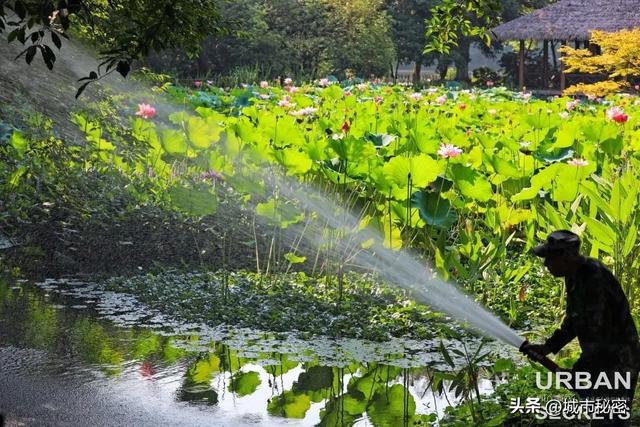 八载图片保护有哪些，八载图片保护怎么设置（西湖保护70年）