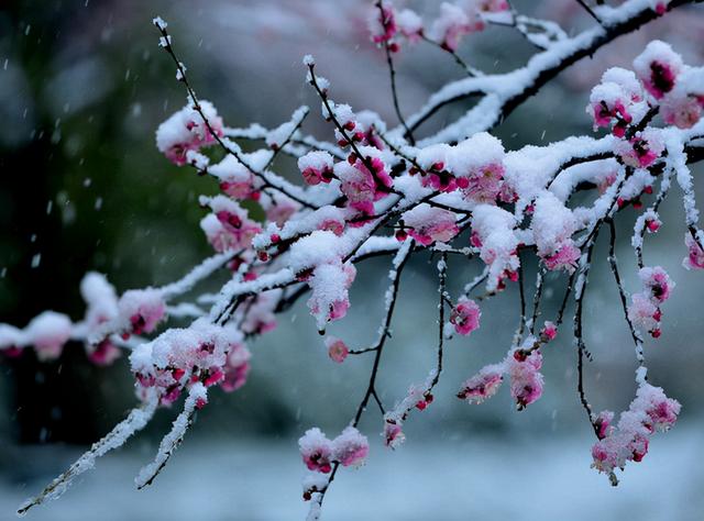 唐宋八大家是哪八位，唐宋八大家是哪八位唐代的有哪几位宋代有哪几位（“唐宋八大家”水平最高的10首诗排名）