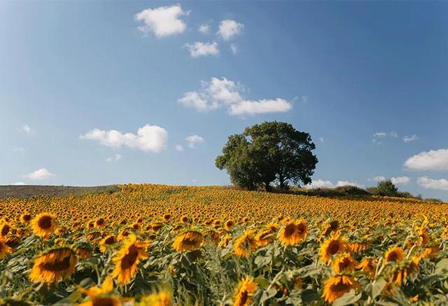 带文字的女孩名字，带语字的女孩名字（出自宋词的唯美女孩名）