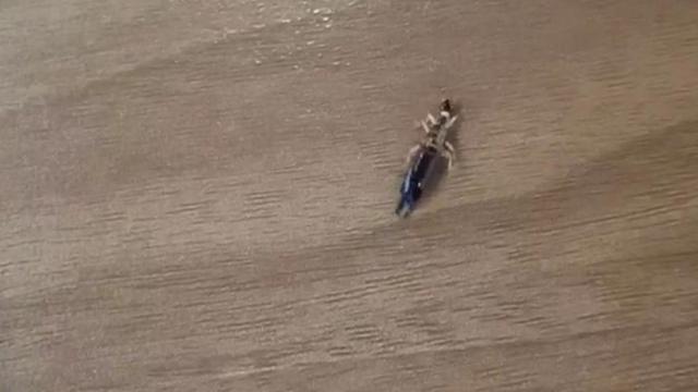 家里的虫子叫蠼螋，家中常见的蠼螋