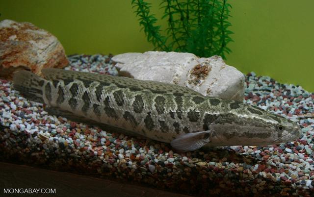 白色的鱼是什么鱼，白色的观赏大鱼是什么鱼（黑龙江鱼类之“三十二杂鱼”图谱）