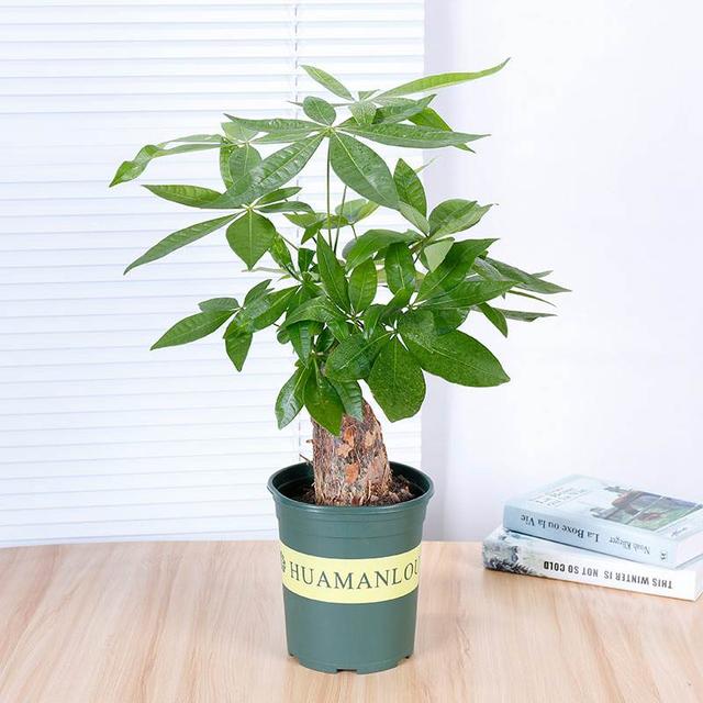 一杯水就可以发财的方法，床上放三物财不请自来（8种“发财花”）