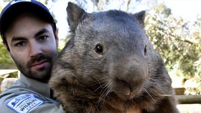 切尔诺贝利食人巨鼠，切尔诺贝利的食人巨鼠是真的吗（前苏联切尔诺贝利巨鼠是真的吗）