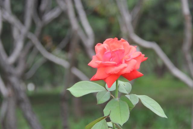 笑而不答意思，笑而不答<诗歌五首>张新贵