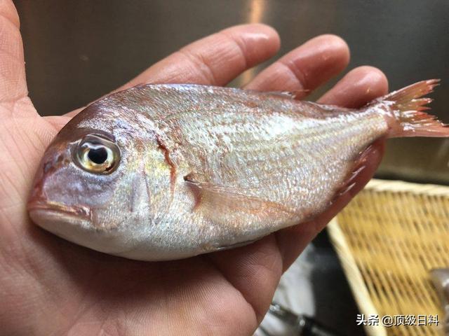 春子怎么烧，葱油蛏子正宗做法（春季日本不可错过的五大时令鱼鲜美味）