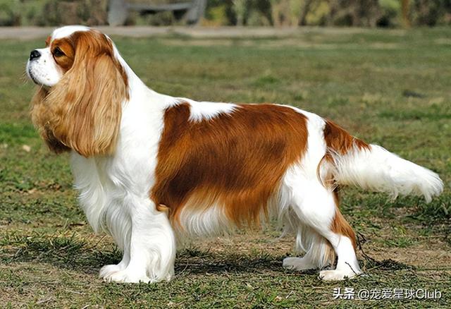 小狗的简单介绍，狗的介绍手抄报（狗狗也分高低贵贱）