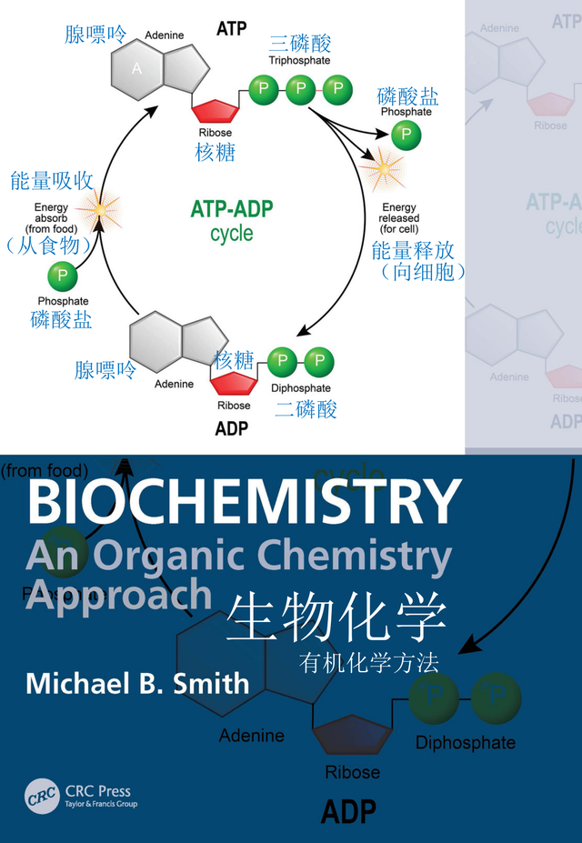 常用英文名字，酒店常用英文名字（认识9百个拉丁语常用字拥抱科技创新）