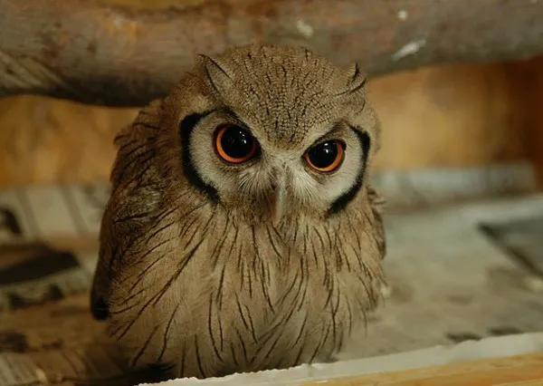 猫头鹰的寓意及象征是什么，猫头鹰的寓意及象征是什么呢（猫头鹰叫预示着什么）