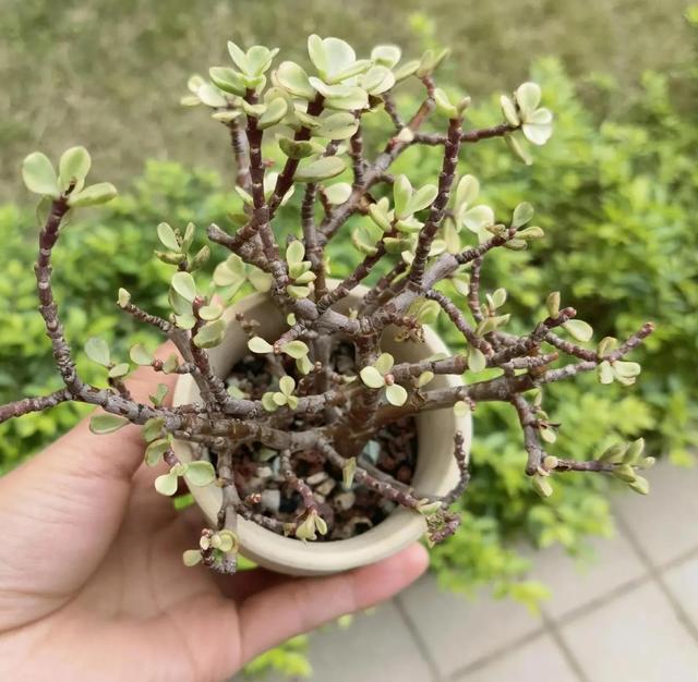 哀兵到底是必败还是必胜啊，哀兵到底是必败还是必胜啊出自（需要全方位高能的教师）