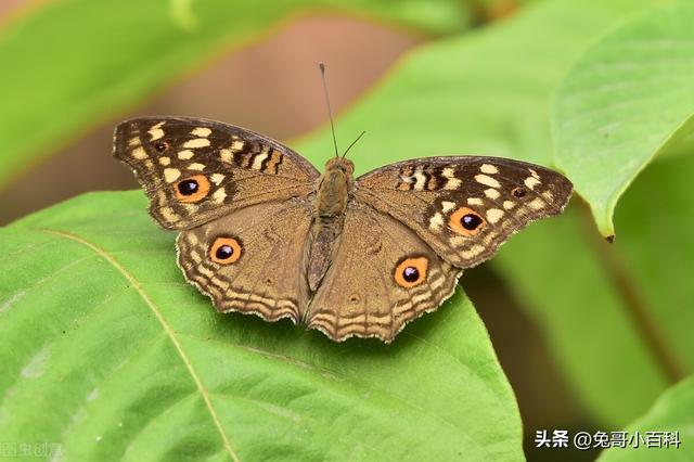 蝴蝶生活习性，蝴蝶王国（蝴蝶的生活环境和特点）