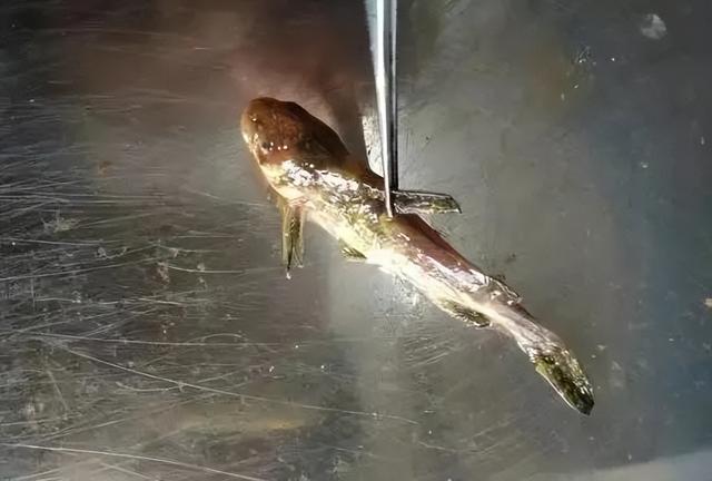 黄骨鱼养殖几个月可以卖，养黄骨鱼包回收是真的吗（源农优品水产助你解决黄颡鱼冬季养殖的问题）