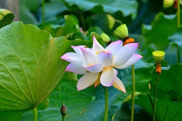 代表健康聪明的字，健康聪明漂亮要用什么字来形容呢（华山论道：寓意很好的八个汉字）