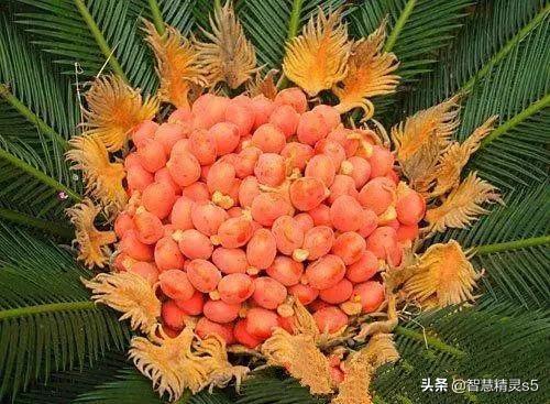 铁树开花的方法，铁树开花的方法有哪些（铁树开花了，也有芬芳的一天）