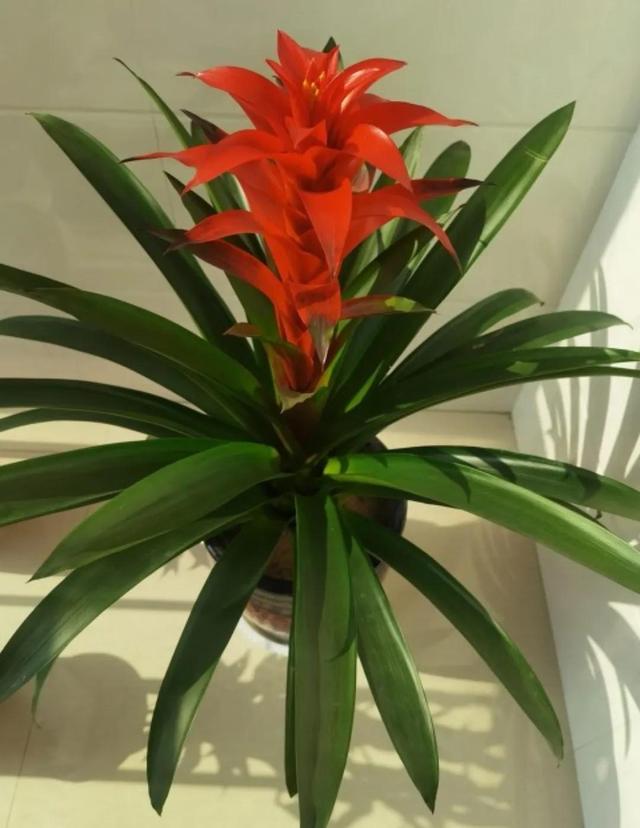 笑靥和笑魇的区别，笑魇如花还是笑靥如花（笑魇如花还是笑靥如花读音）