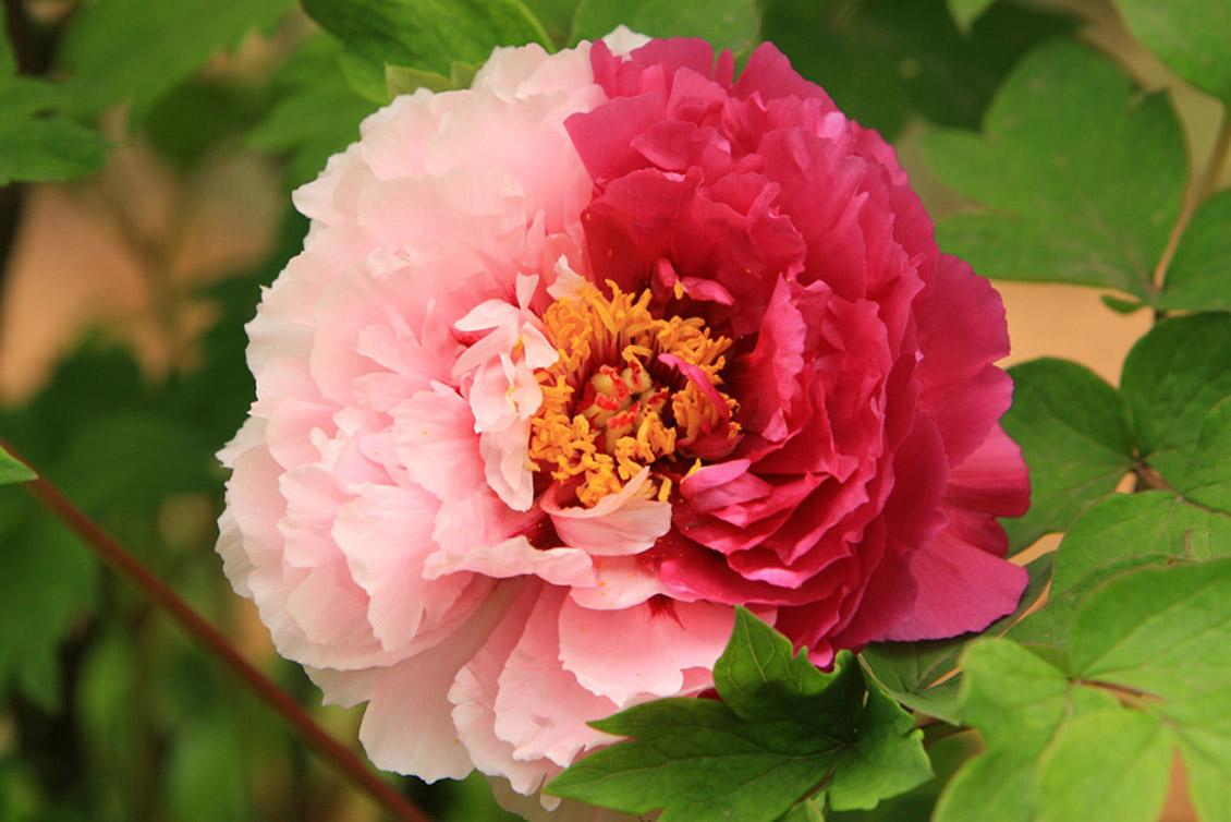 唯有牡丹真国色花开时节动京城是什么花(花开时节动京城!