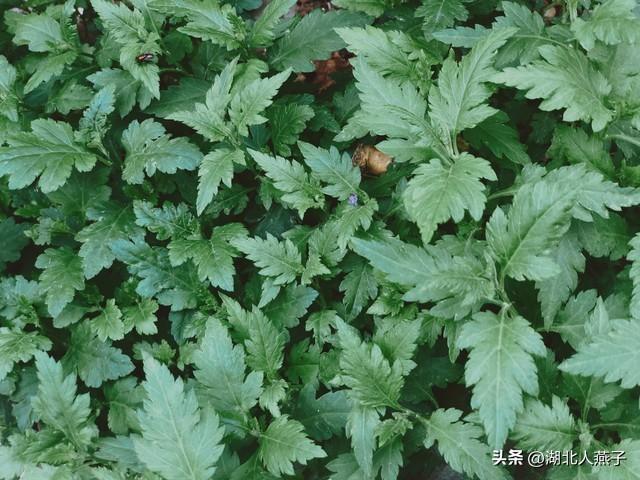 菜图片大全大图，饭店菜谱大全带图片（这43种时令野菜大量生长出来）
