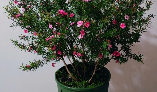 松红梅怎么养才开花，冬天养花赏花就种植松红梅